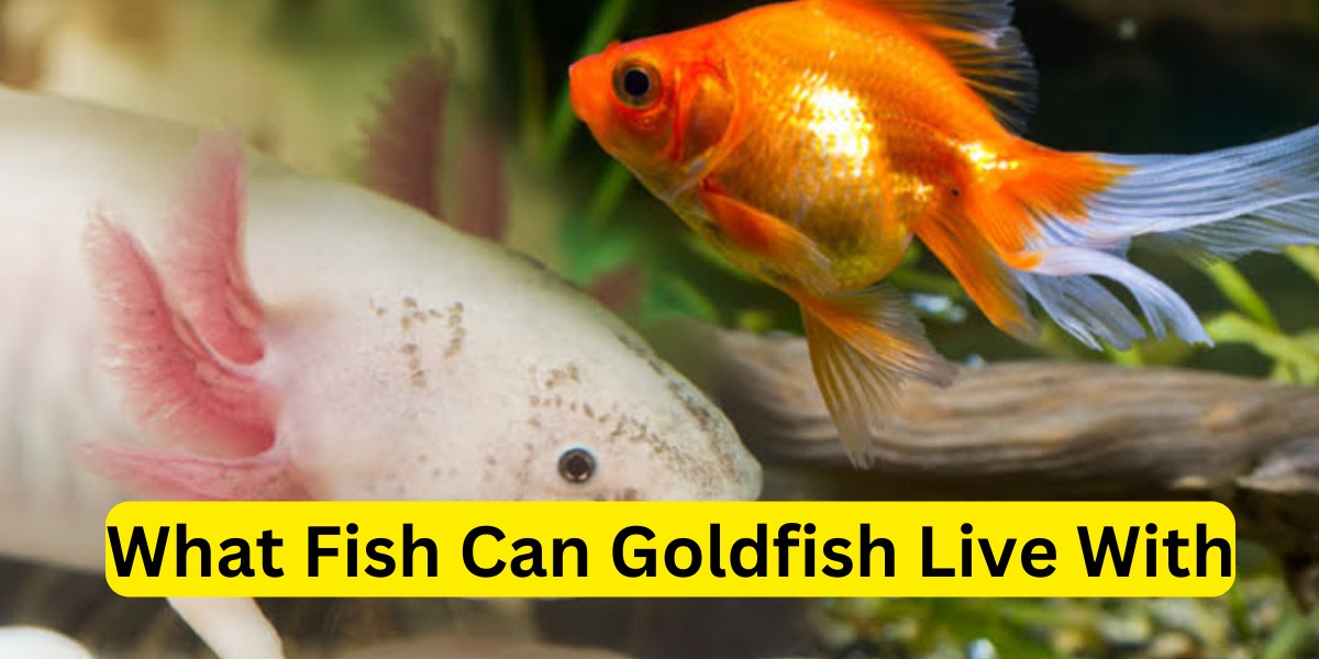What Fish Can Goldfish Live With