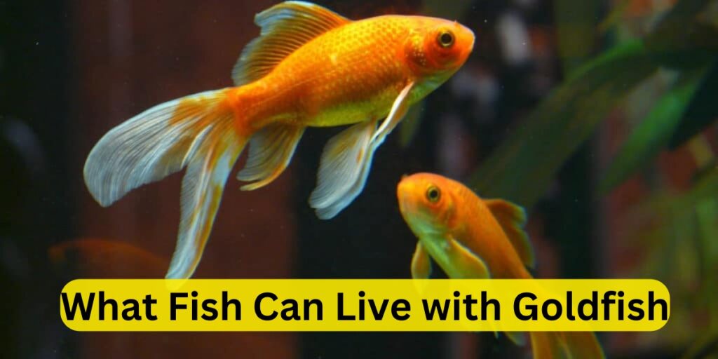 Photo inspiration: Picture Idea: Compatibility Of Goldfish With Arwana And Sherry Fish