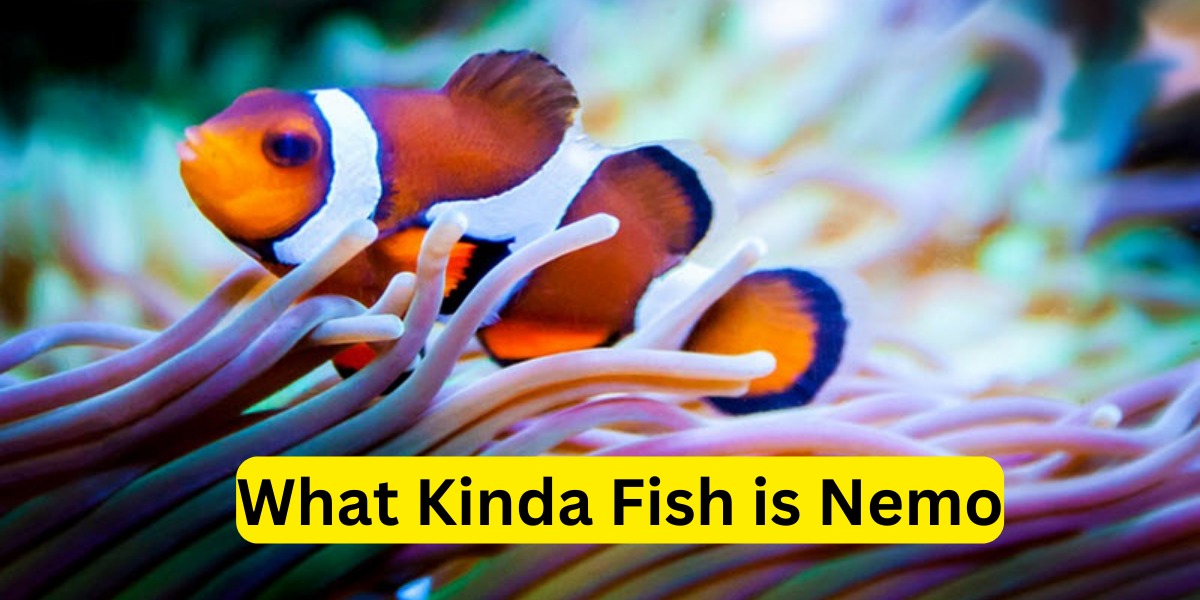 What Kinda Fish is Nemo